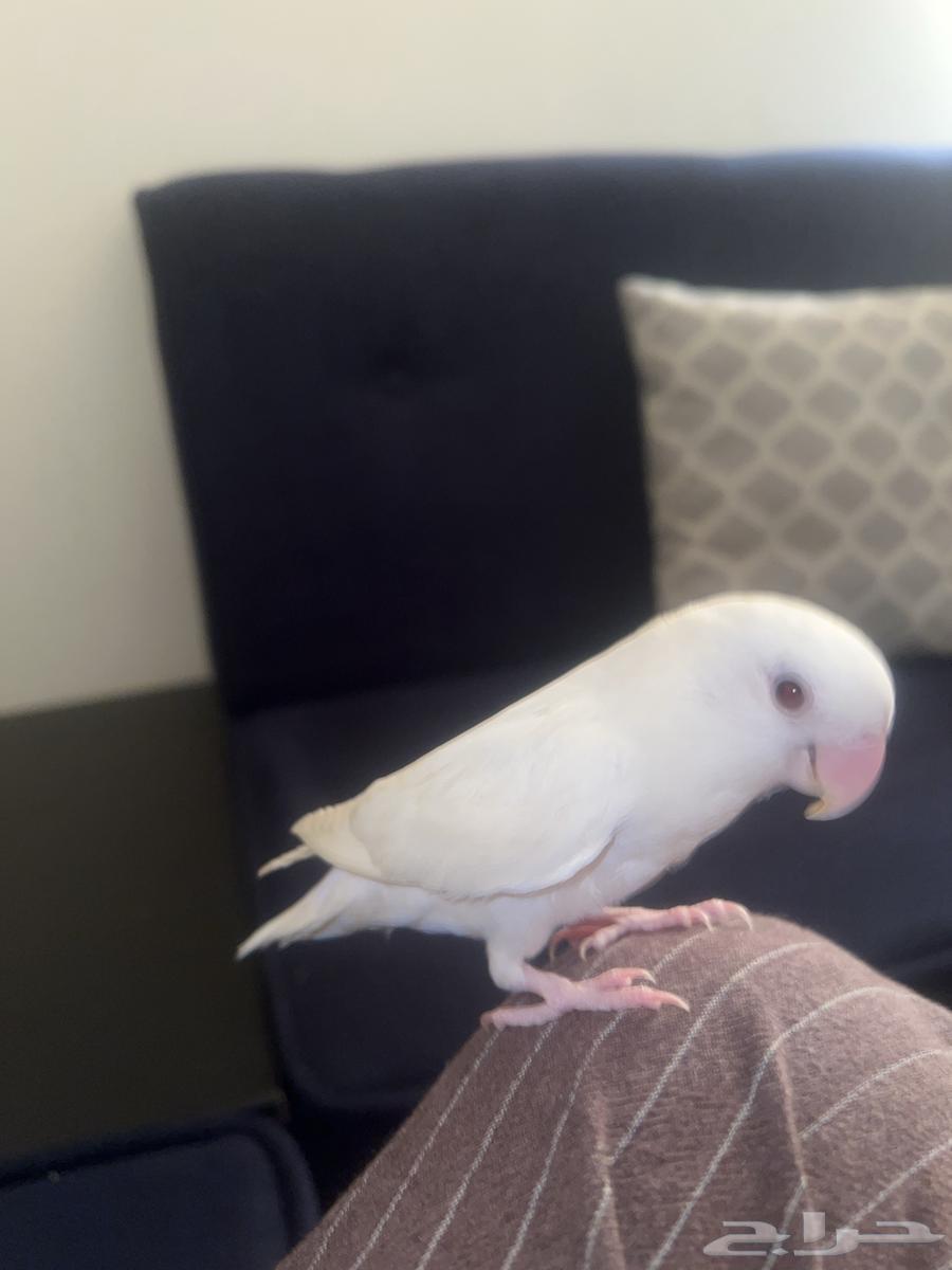 White-colored rose bird - Saleem - price 350 - tame but afraid, doesn't bite64429883251073110