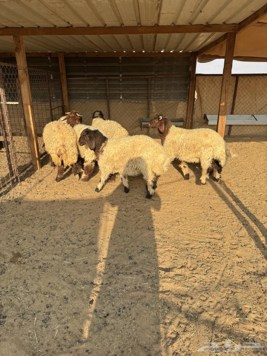 Naeem's Local Slaughterhouse64430354771329111