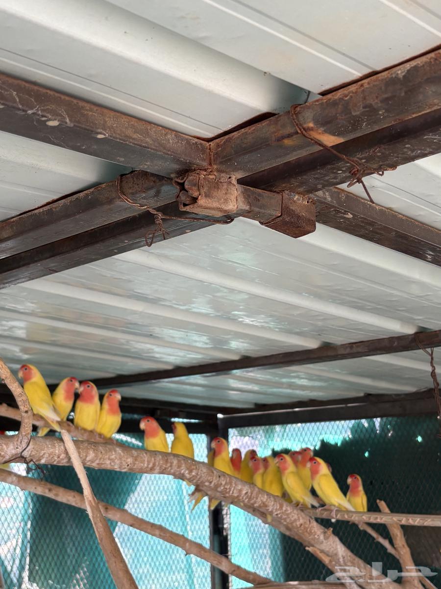 روزات للبيع64431978461827114