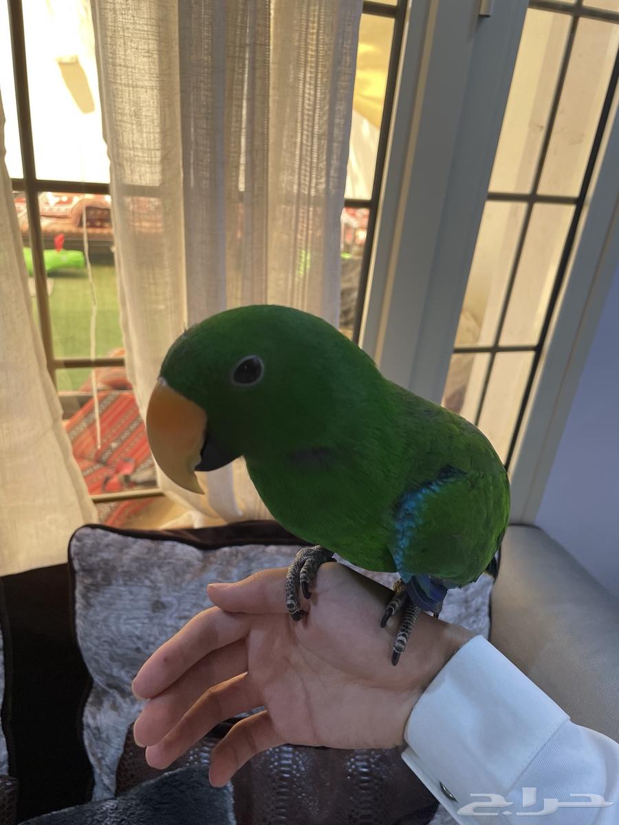 اكليكتوس تم البيع64428779493506110