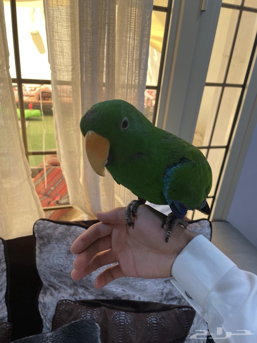 اكليكتوس تم البيع64428779493506114