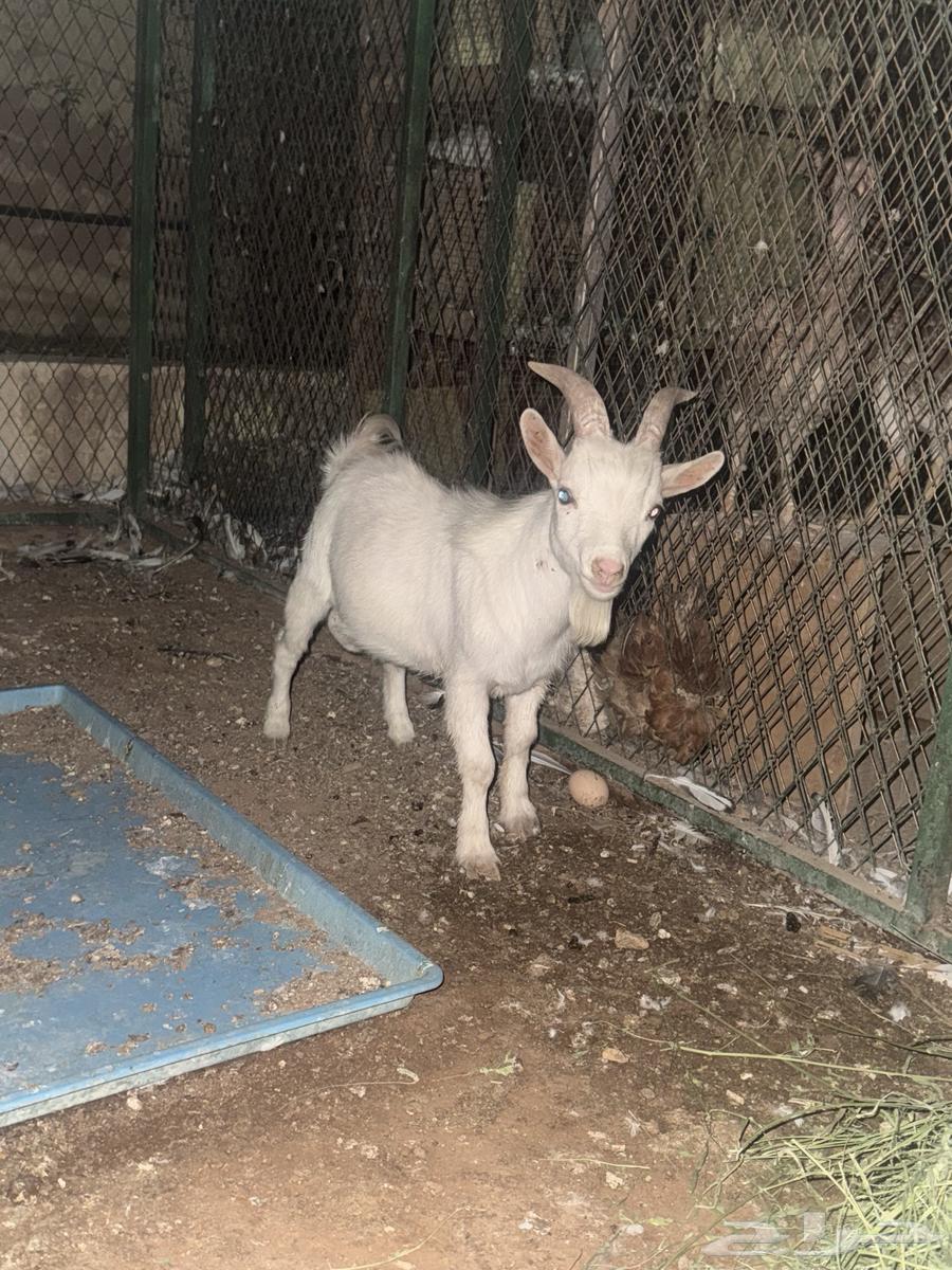 للبيع تيس ابيض قزم (( تم البيع ))64432741262593111