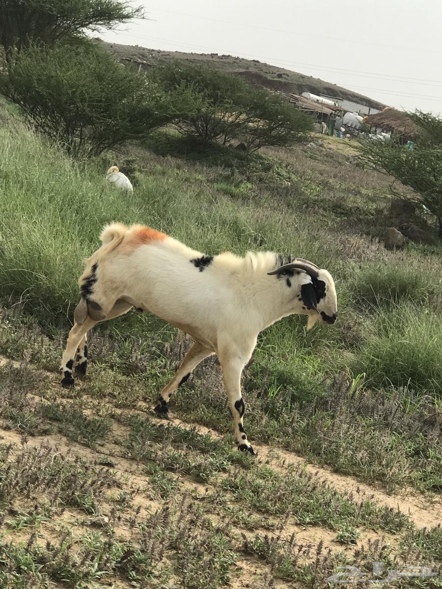 تيس فاخر للبيع  تم البيع64428053043074110