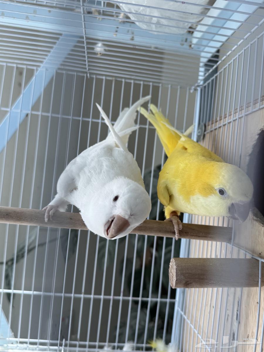 تم البيع64429103102338110