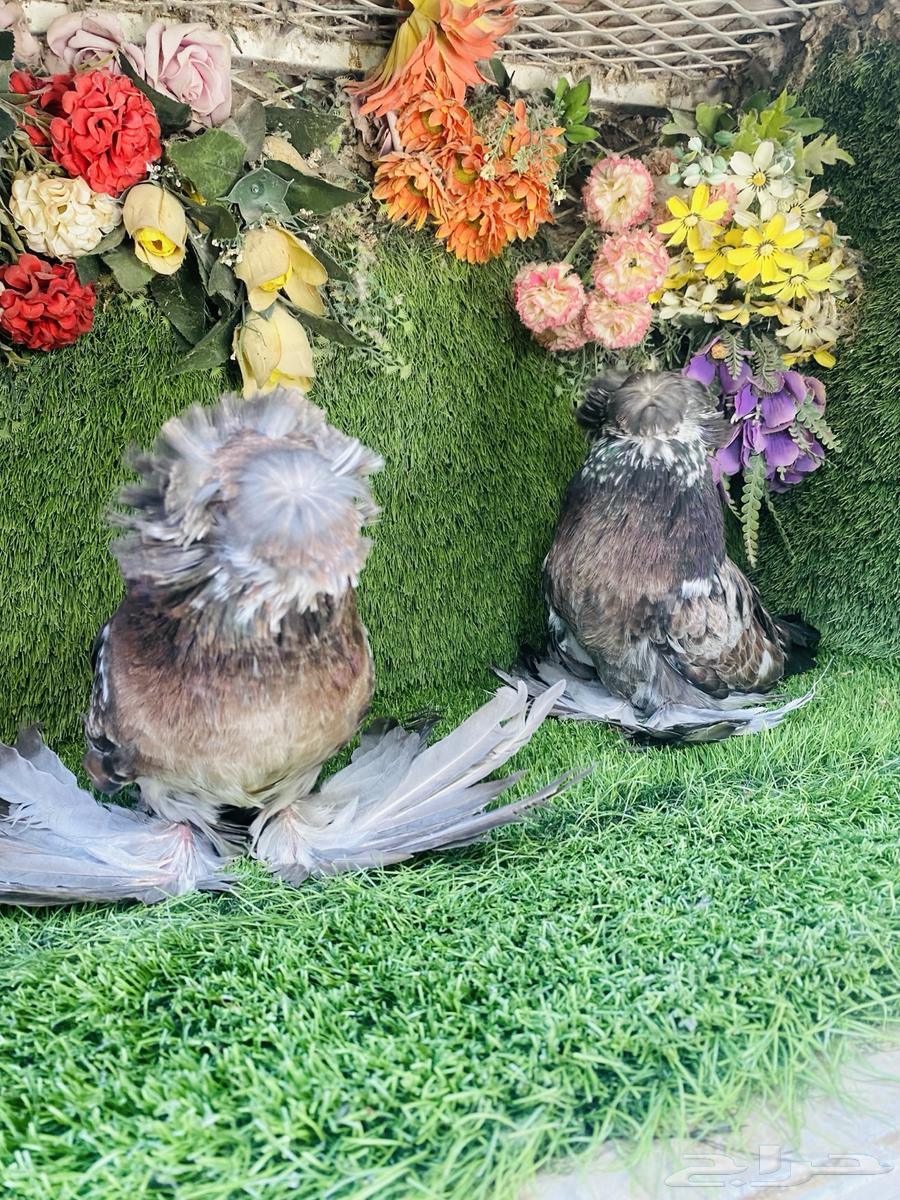 للبيع طبه بخاره قريزل64430164560129110