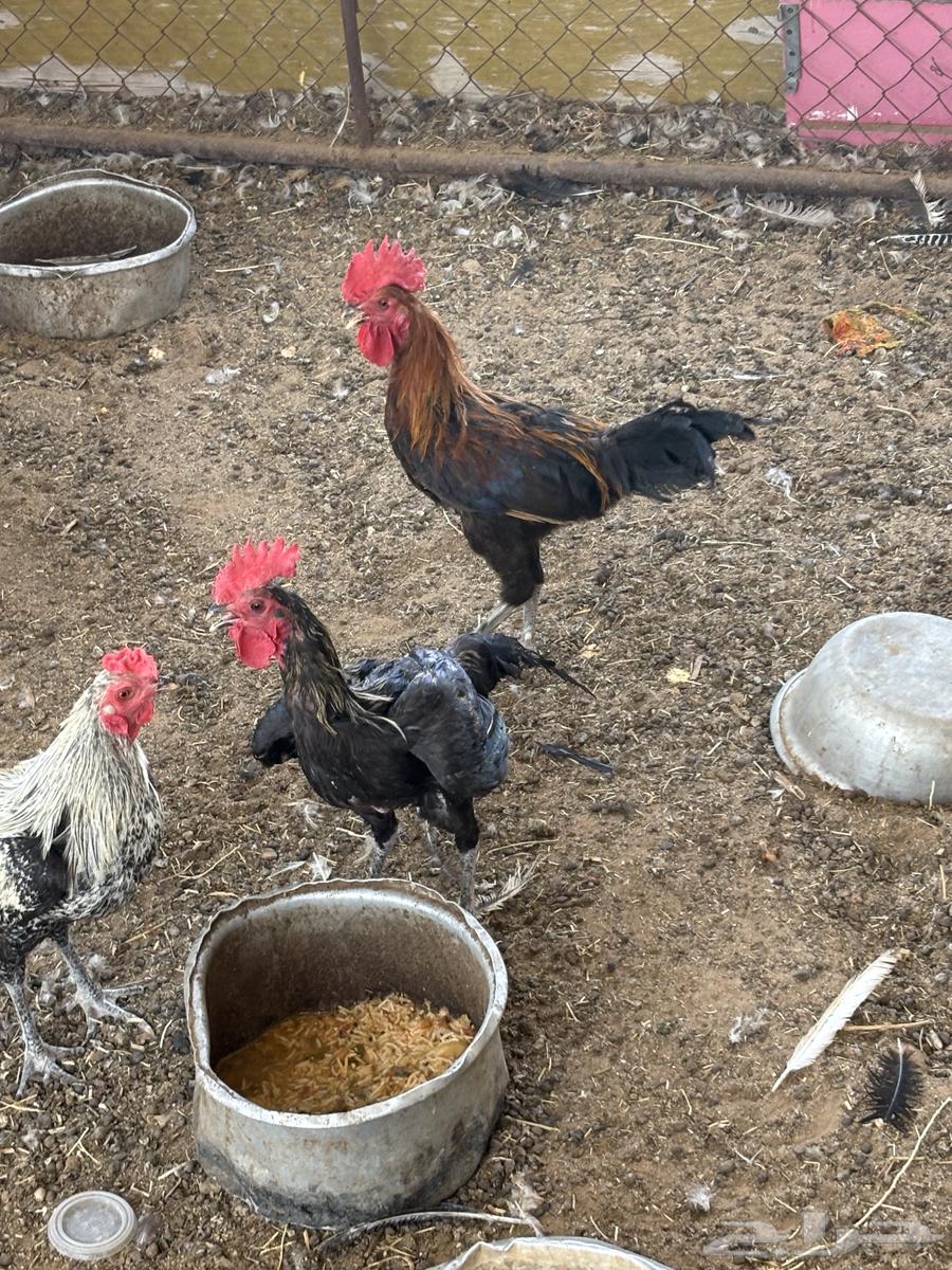 للبيع ديكة64427946208386110