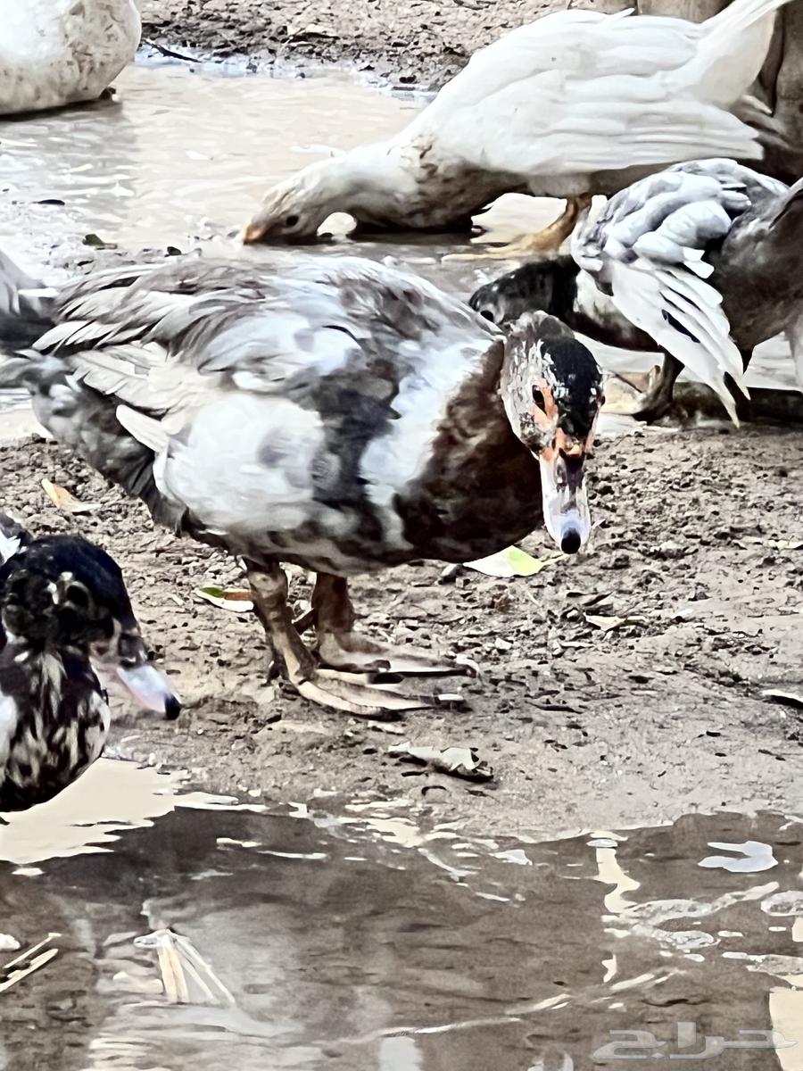 بط مصري للبيع64431882766594114