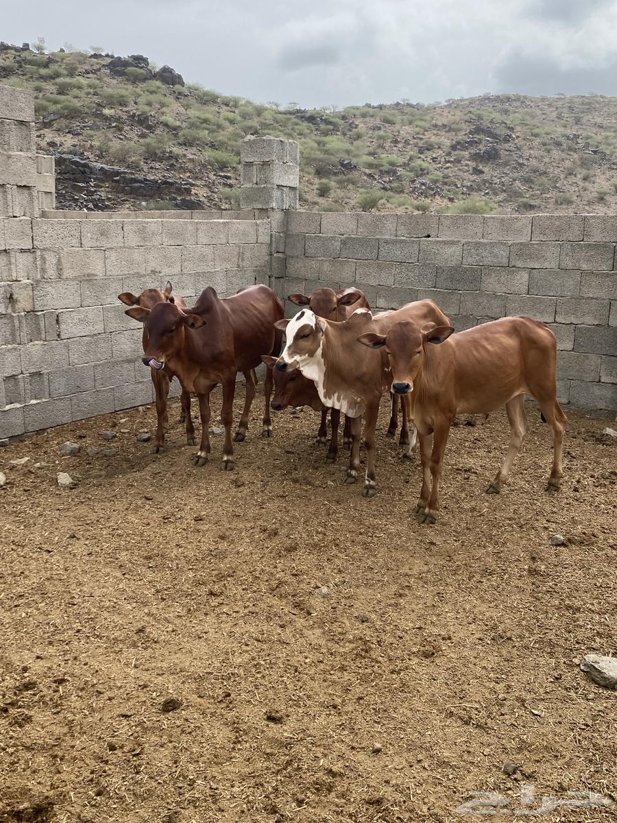 Hasslan (Sold)64428874147585112