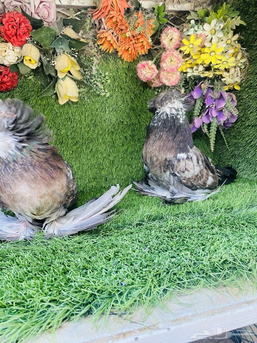 للبيع طبه بخاره قريزل64430164560129114