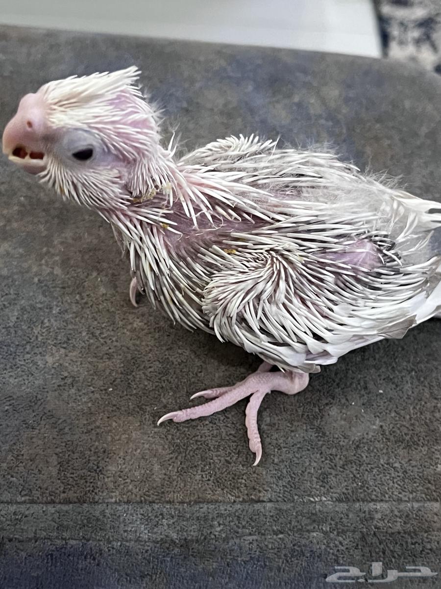 Farak Crowan64432251195139110