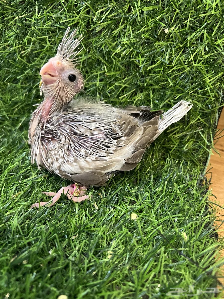 Cinnamon Pearl Crow Chick (Dutch Butterfly) (Sold)64431740053378110