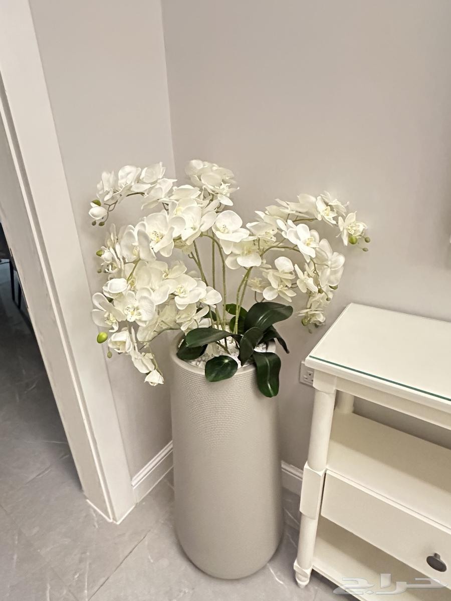 مراكن اوركيد ولوحة ديكور64428066619650112