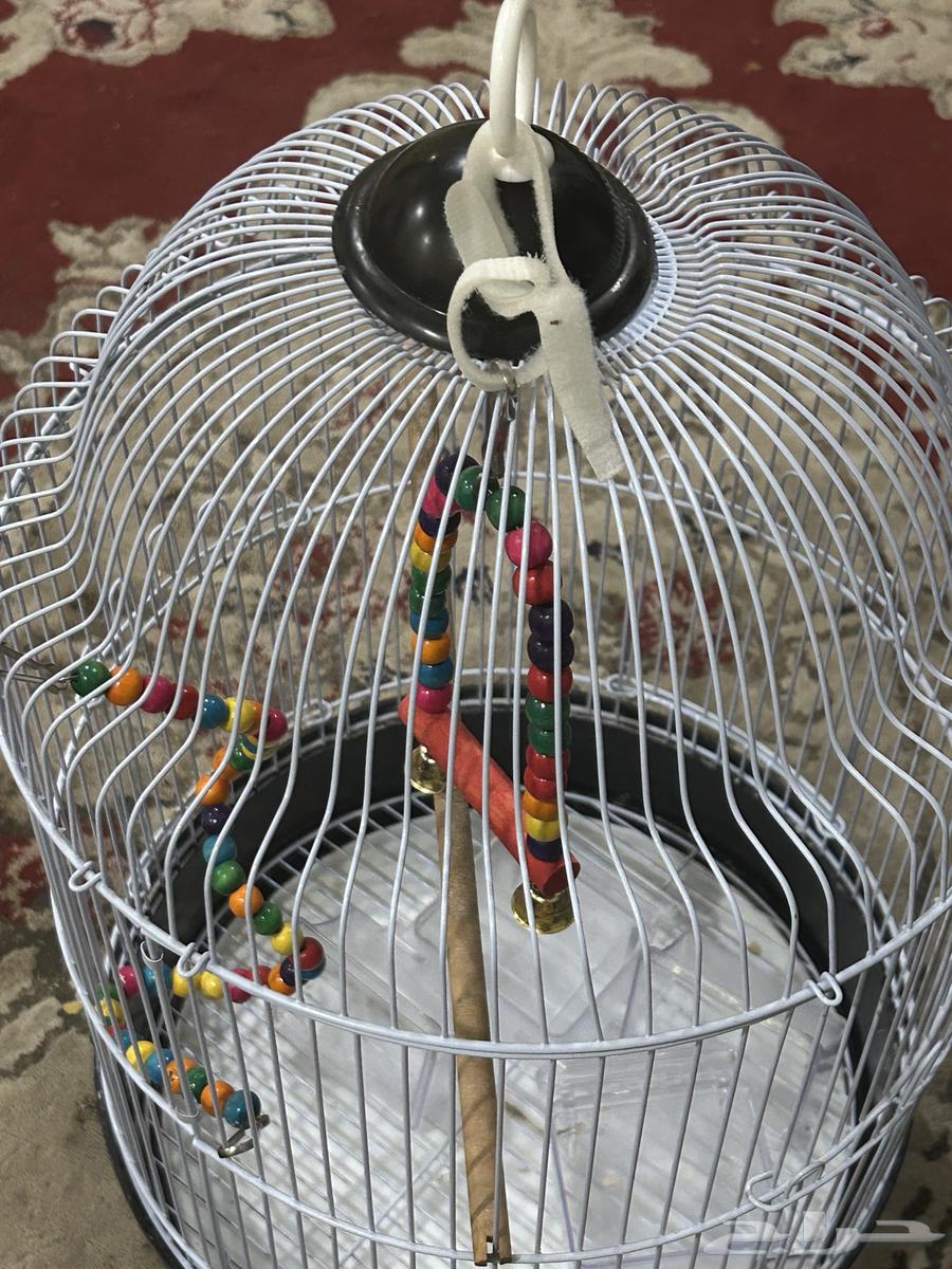 قفص لبيع السعر 40 ريال64430873526145110