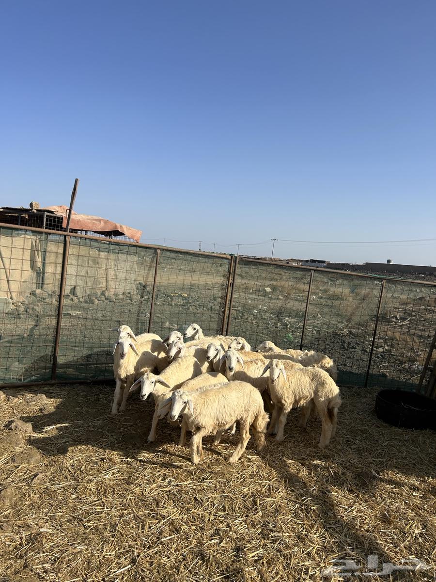 رخال حريات الحد ( 960 ) تم البيع64430954520705110