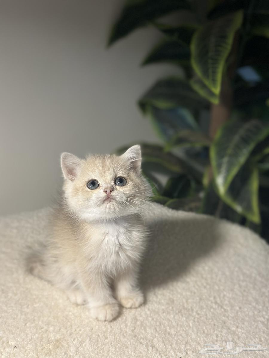 تم البيع ذكر برتيش64427263968257112