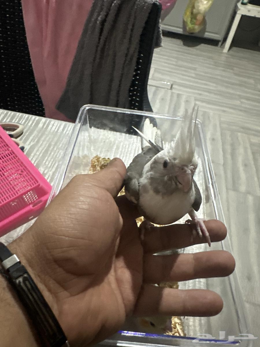 كروان العمر شهر ونص64426645134339112