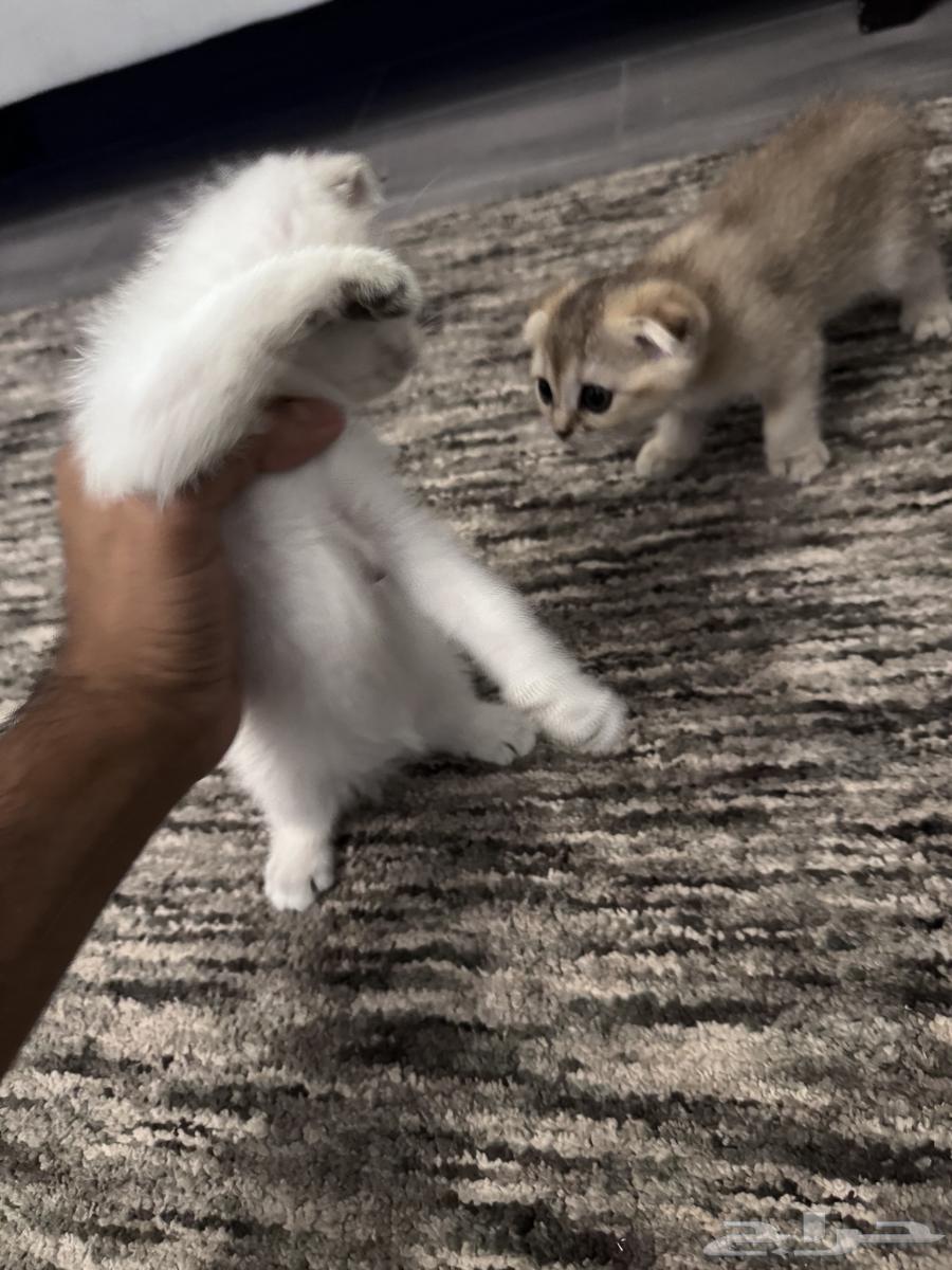 للبيع64426928643842111