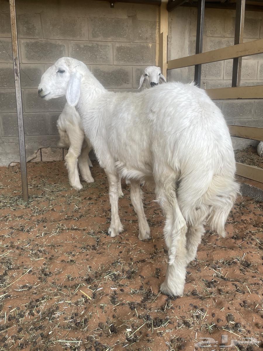 Talyan Thabih64430575779715110