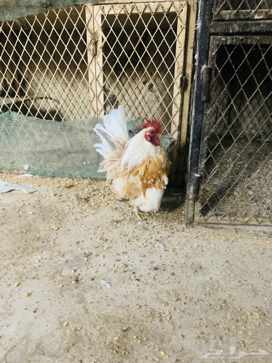 زوج سيراما مستوا طيب64431237907329114