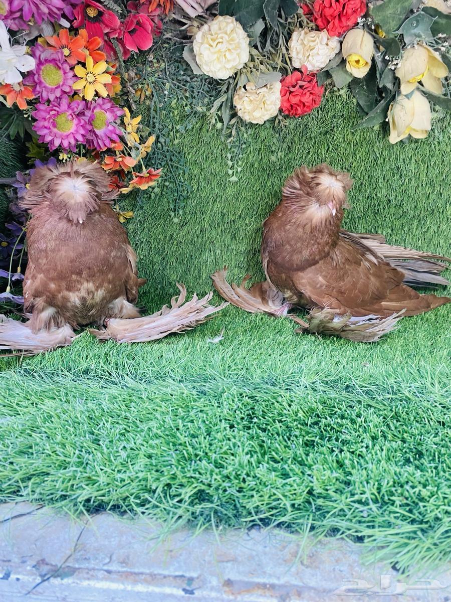 للبيع طبه بخاره احمر64428053017219110