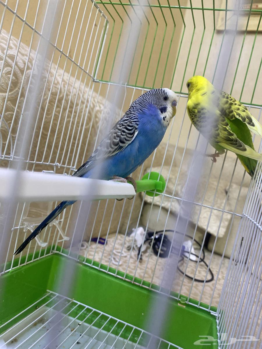 طيور للبيع عدد 2 معه قفص64428942470018112