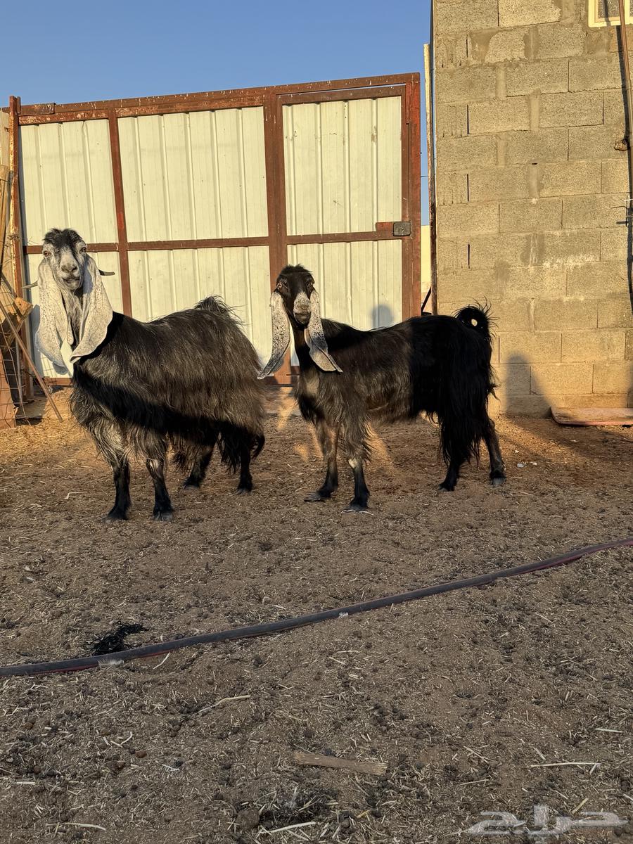 معزا عوارض فاخرات منوة القناااي64433121196418110