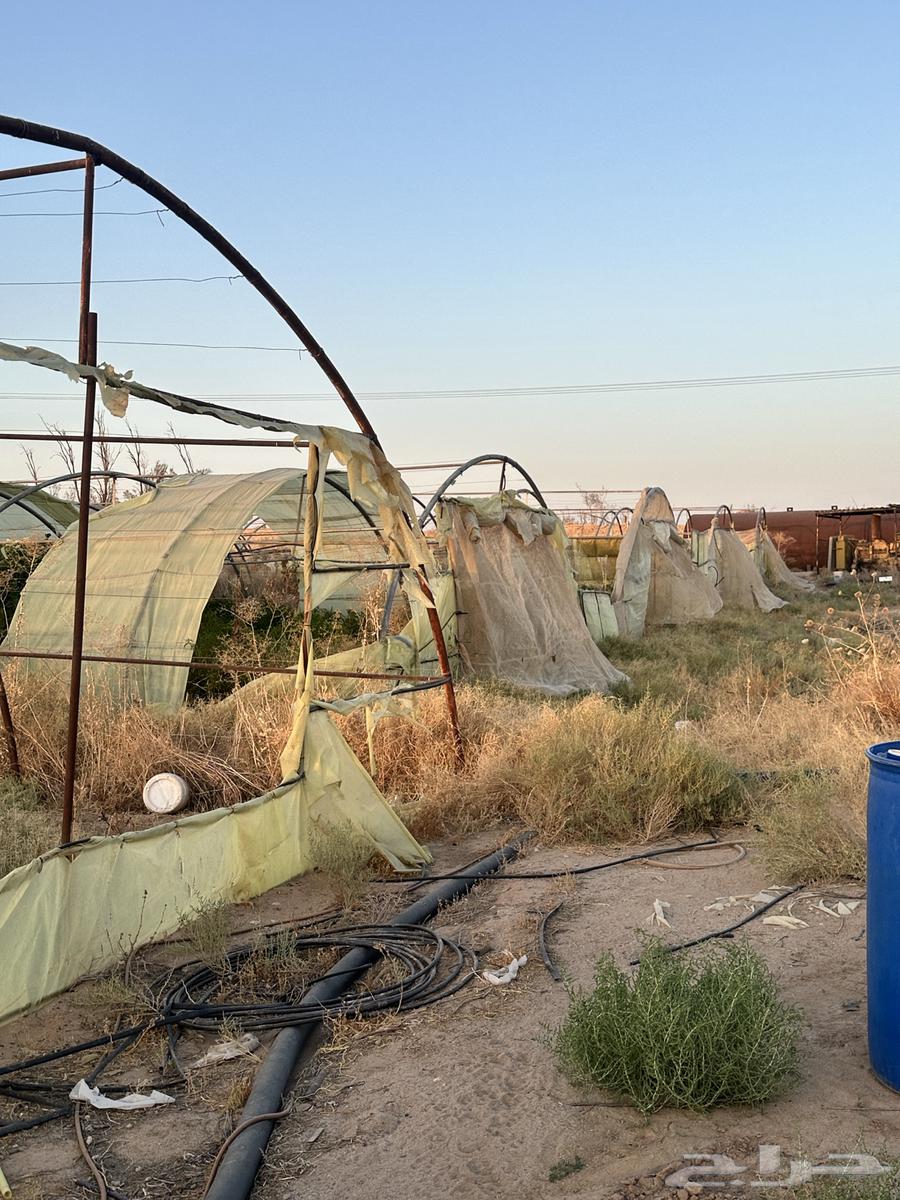 بيوت محميه زراعيه64431062026754114