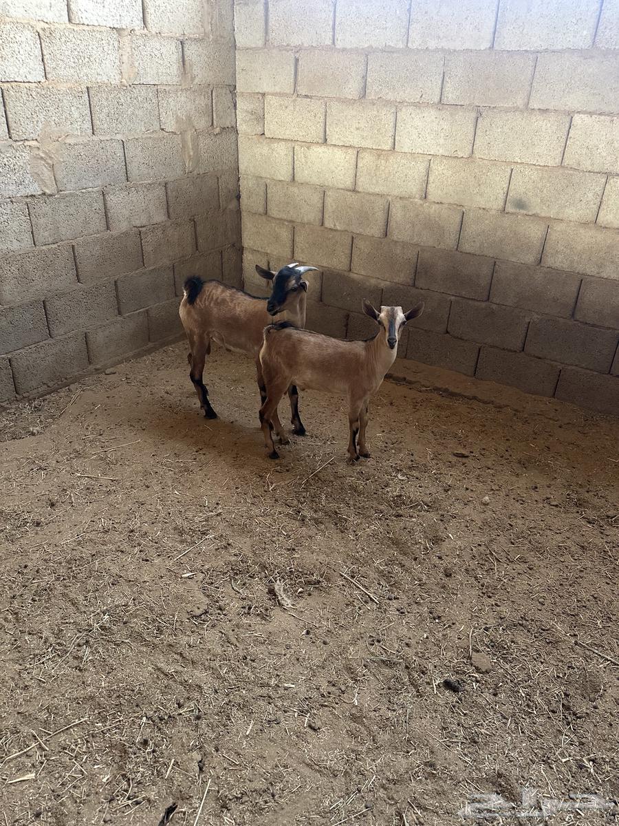 تيوس للبيع64429641095297110