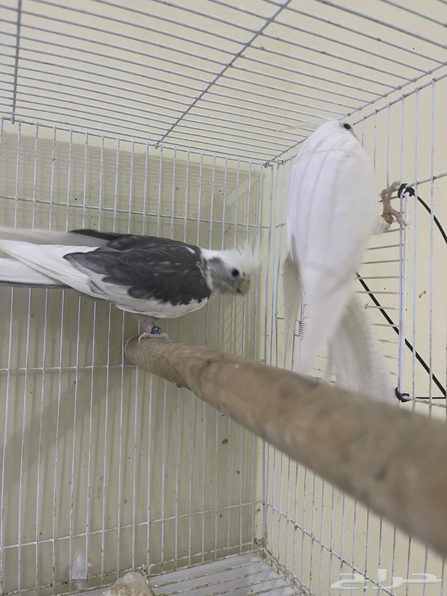 زوج منتج مشروط تم البيع64431923871105114