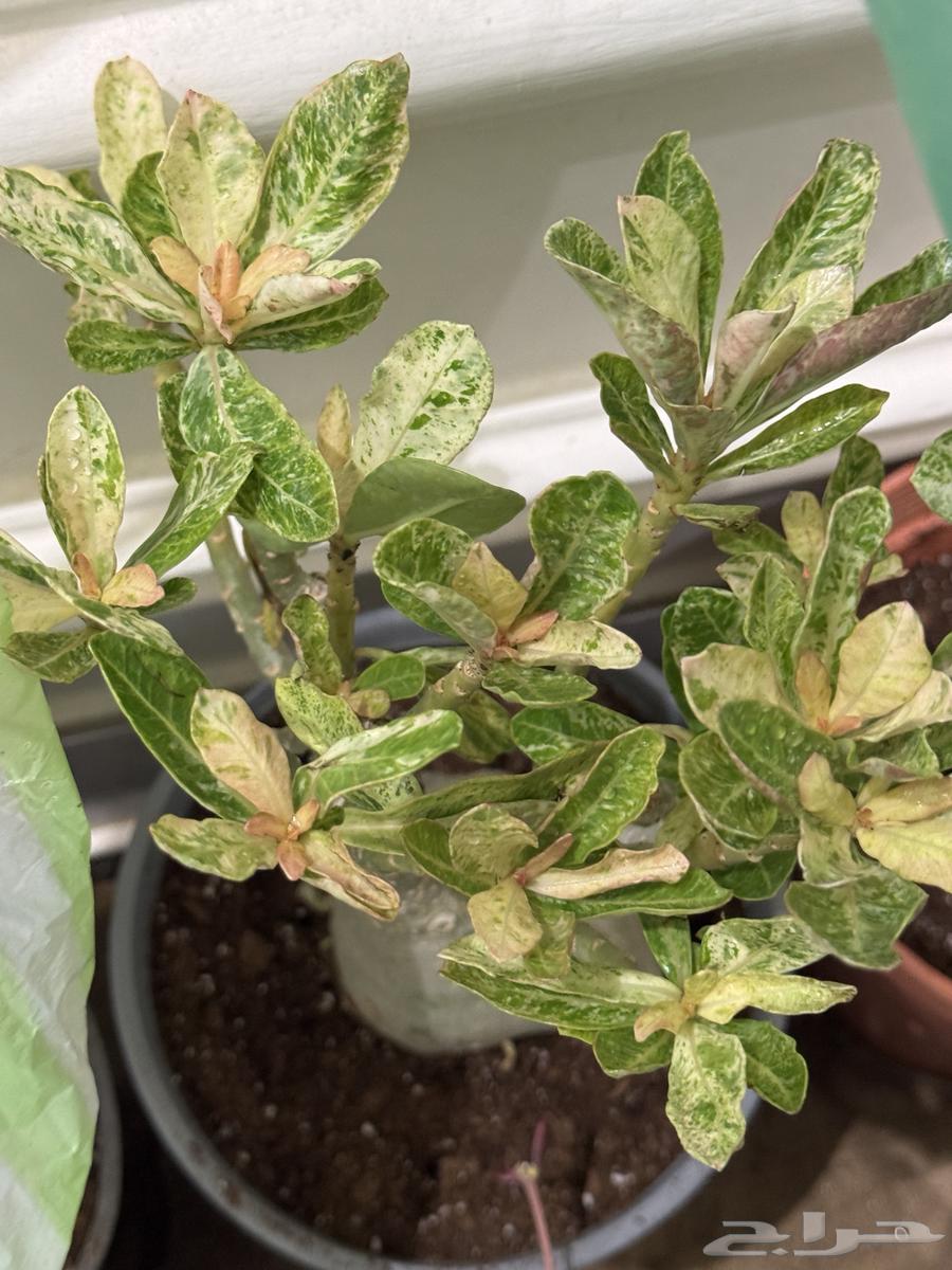 Aden tree variegated for sale to rare plant enthusiasts, quantity sold out.64433256518530111