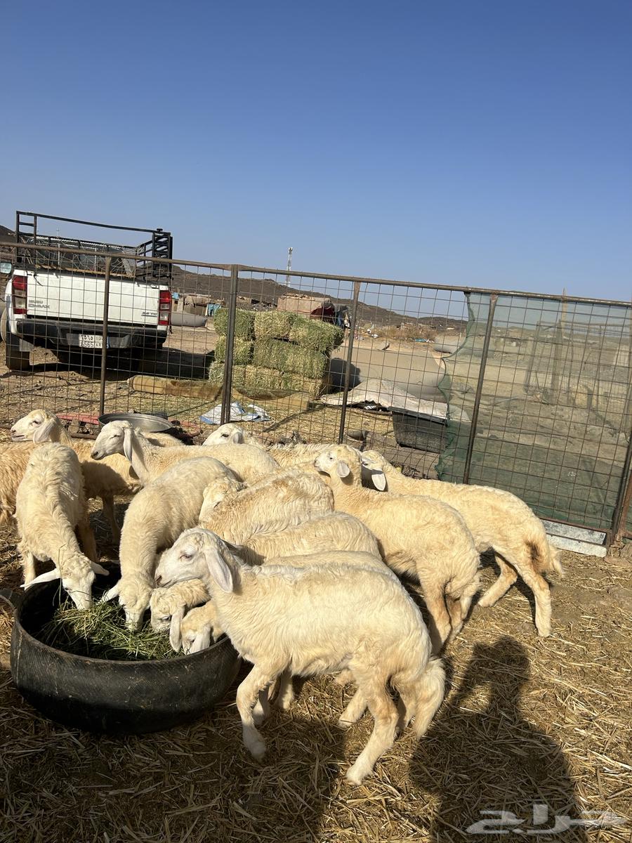 رخال حريات الحد ( 960 ) تم البيع64430954520705114