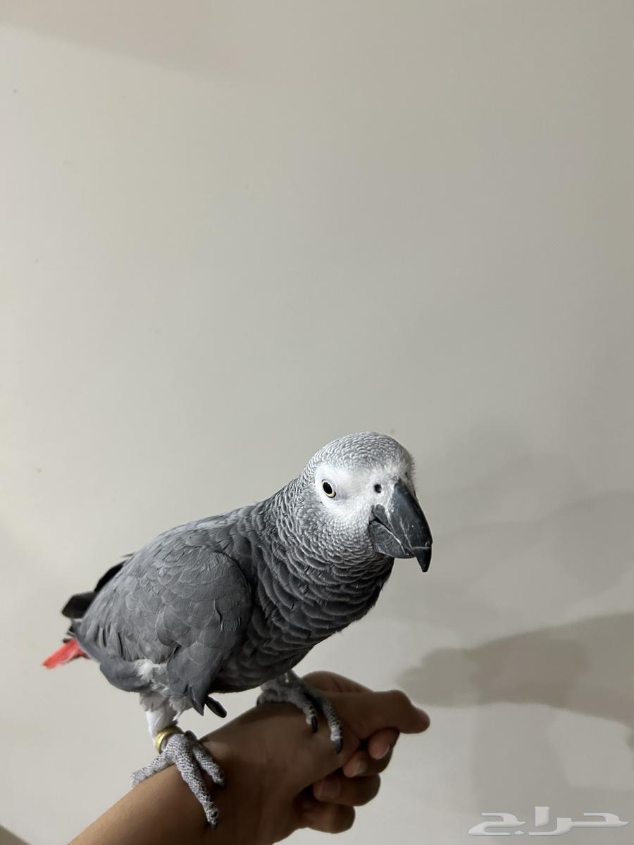 كاسكو هولندي محجل أليف اللون ثلجي العمر 4-5 سنوات64476754786818111