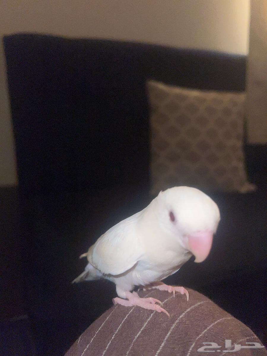 White-colored rose bird - Saleem - price 350 - tame but afraid, doesn't bite64429883251073111