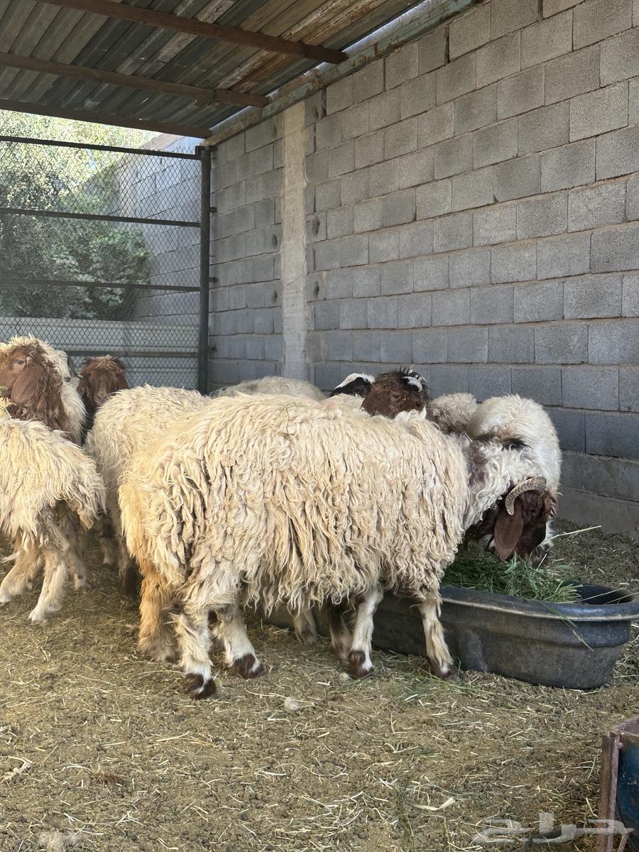 خرفان نعيمي اقساط64431021563139113