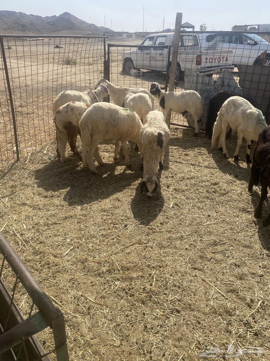 سواكن تربيه.تم البيع64430286161665110