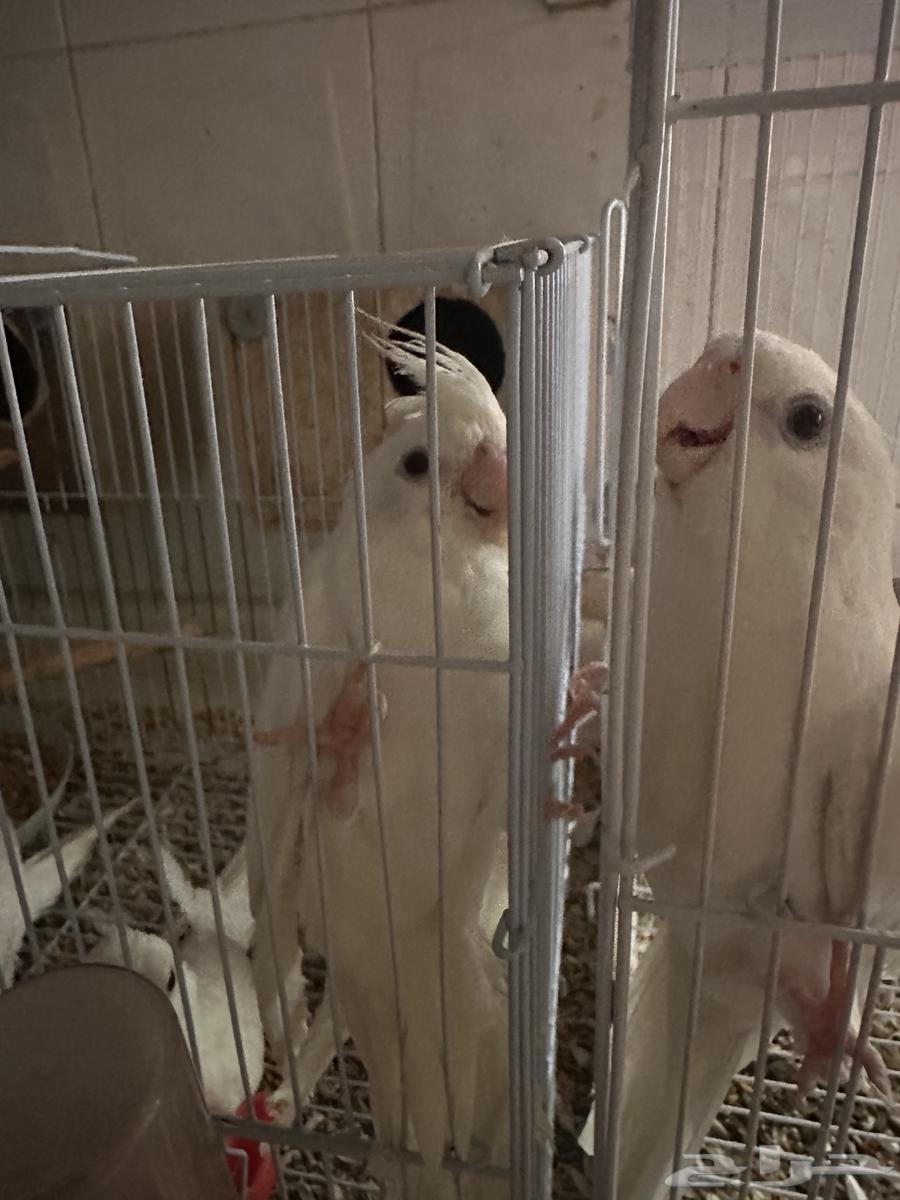 كروان البينو اليف نص ولافة عيون حمر64426456741378110