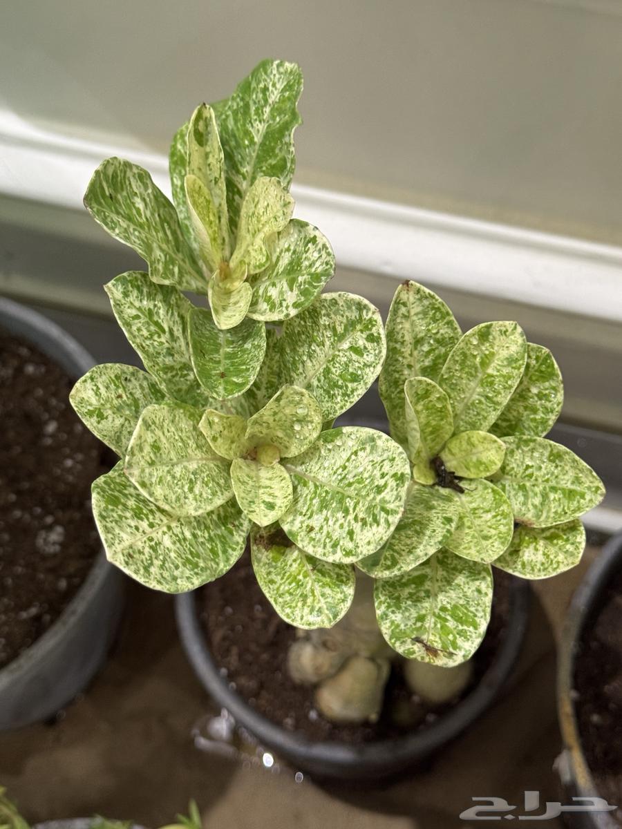 Aden tree variegated for sale to rare plant enthusiasts, quantity sold out.64433256518530113