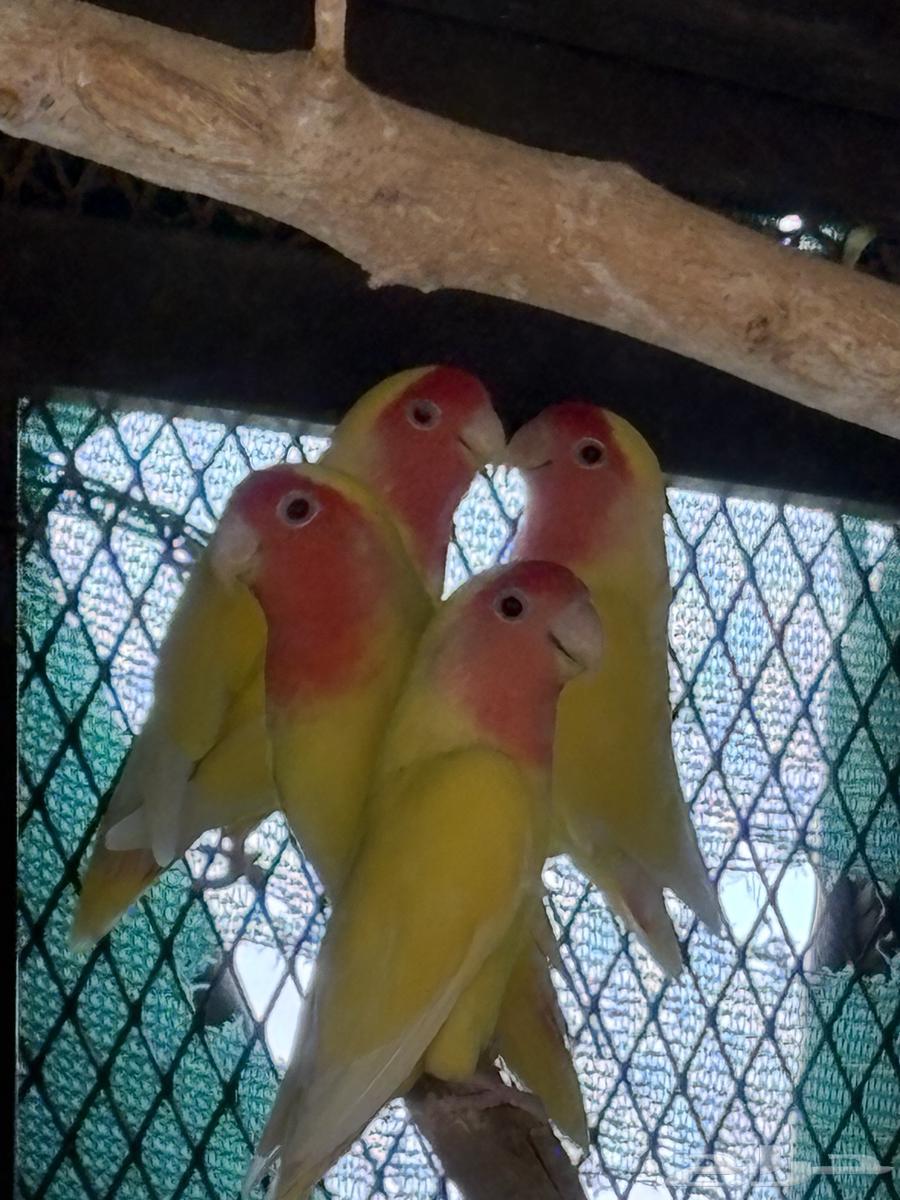 روزات للبيع64431978461827113