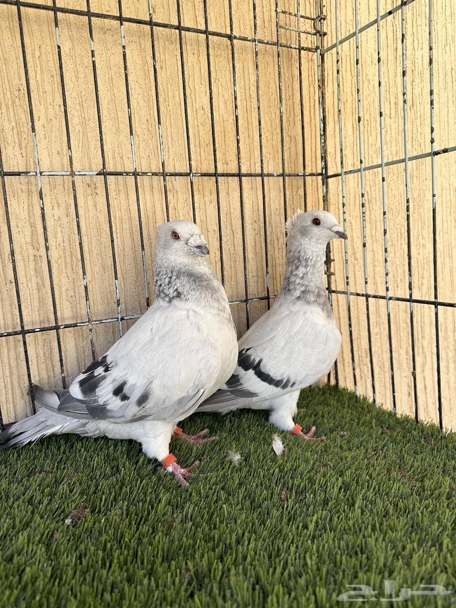 Ice color male racing pigeon, productive pair, MashaAllah. For sale64427851969667111