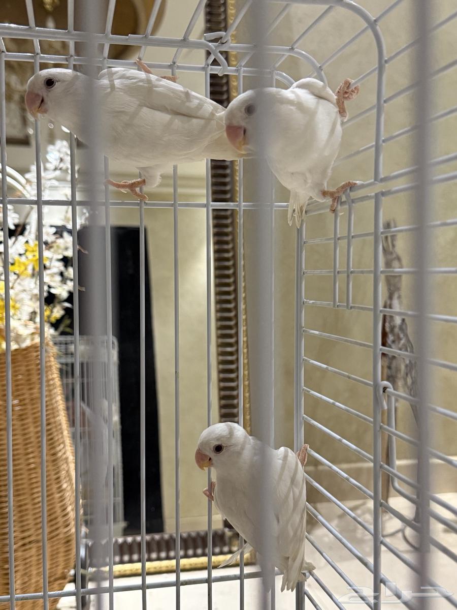 طيور روز البينو64431978421507110