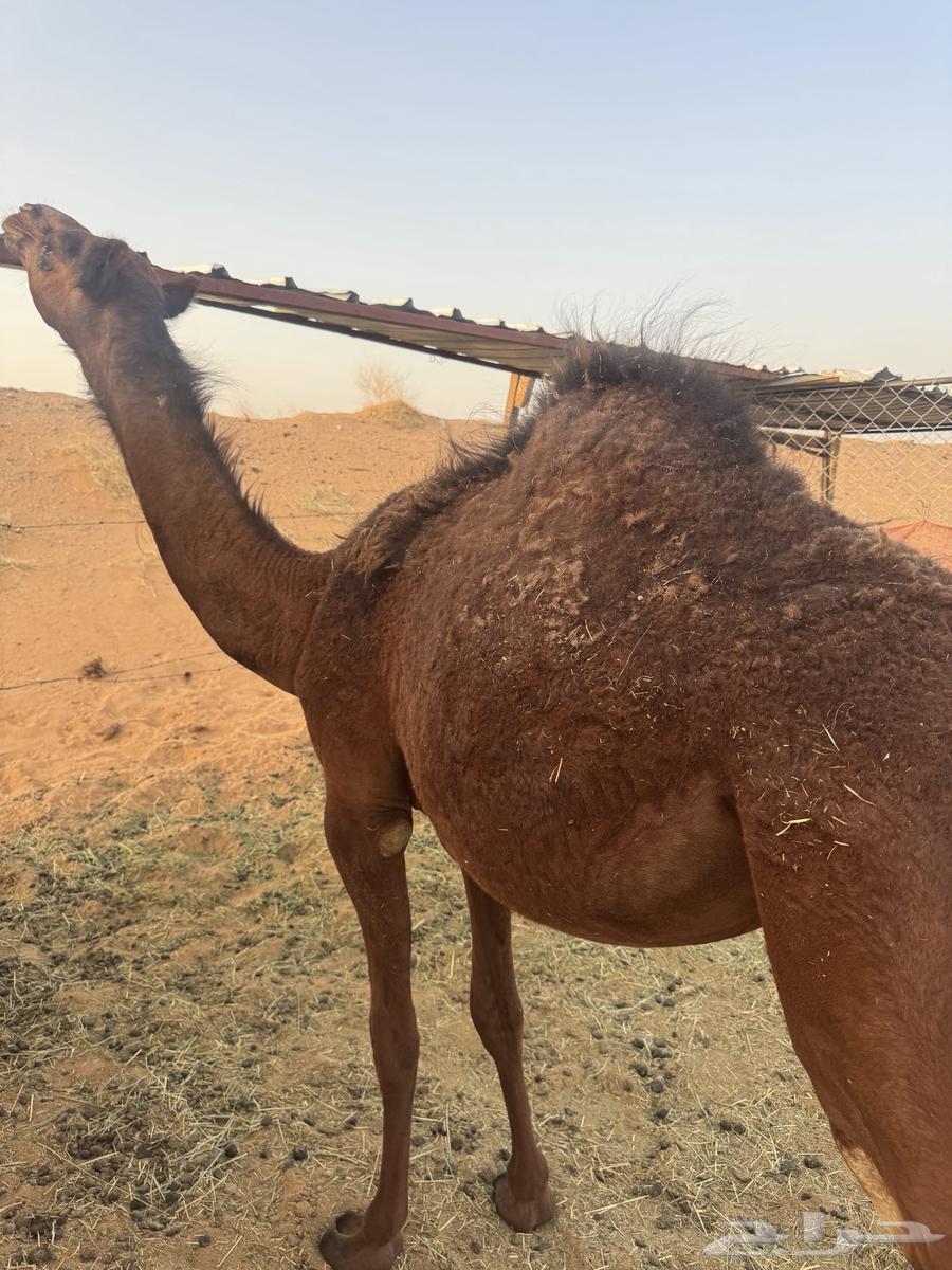 للبيع بكره فل شحم64428603462275110