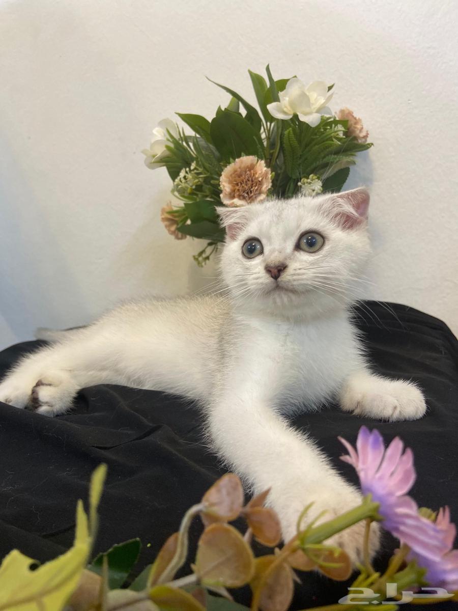 High-level Scottish Fold64439444760066112