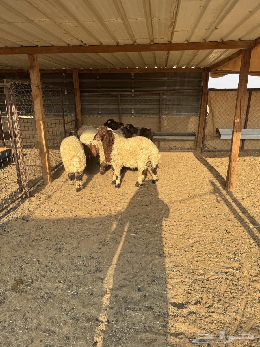 Naeem's Local Slaughterhouse64430354771329110