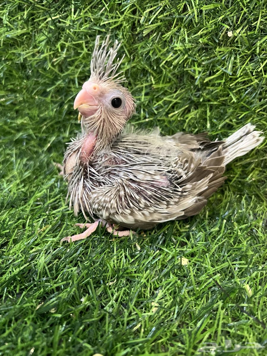Cinnamon Pearl Crow Chick (Dutch Butterfly) (Sold)64431740053378111