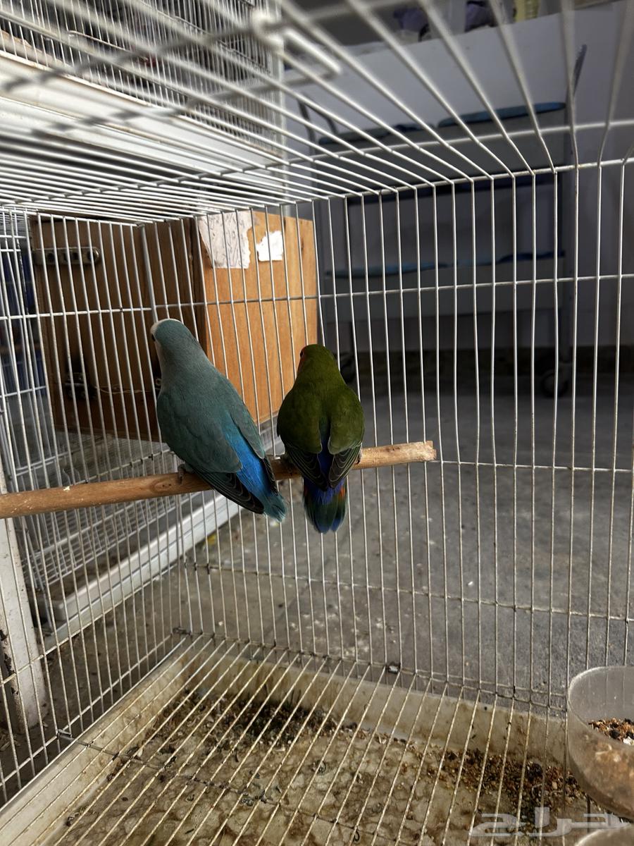 جوز روز لونق فذر الانثى قرين والذكر فايلت مع فرخين64428982420610114