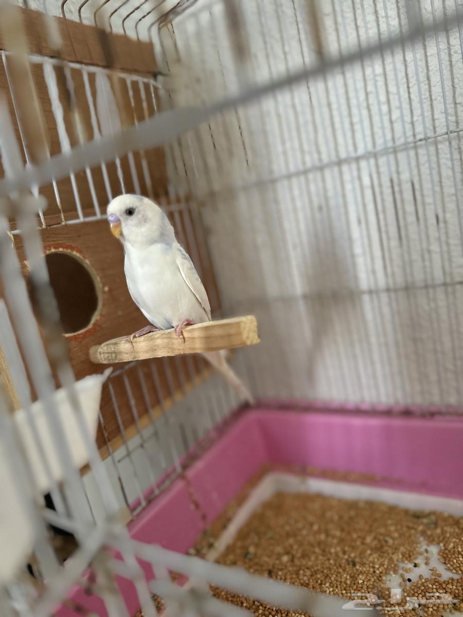 بادجي منتج للبيع64431237892737110