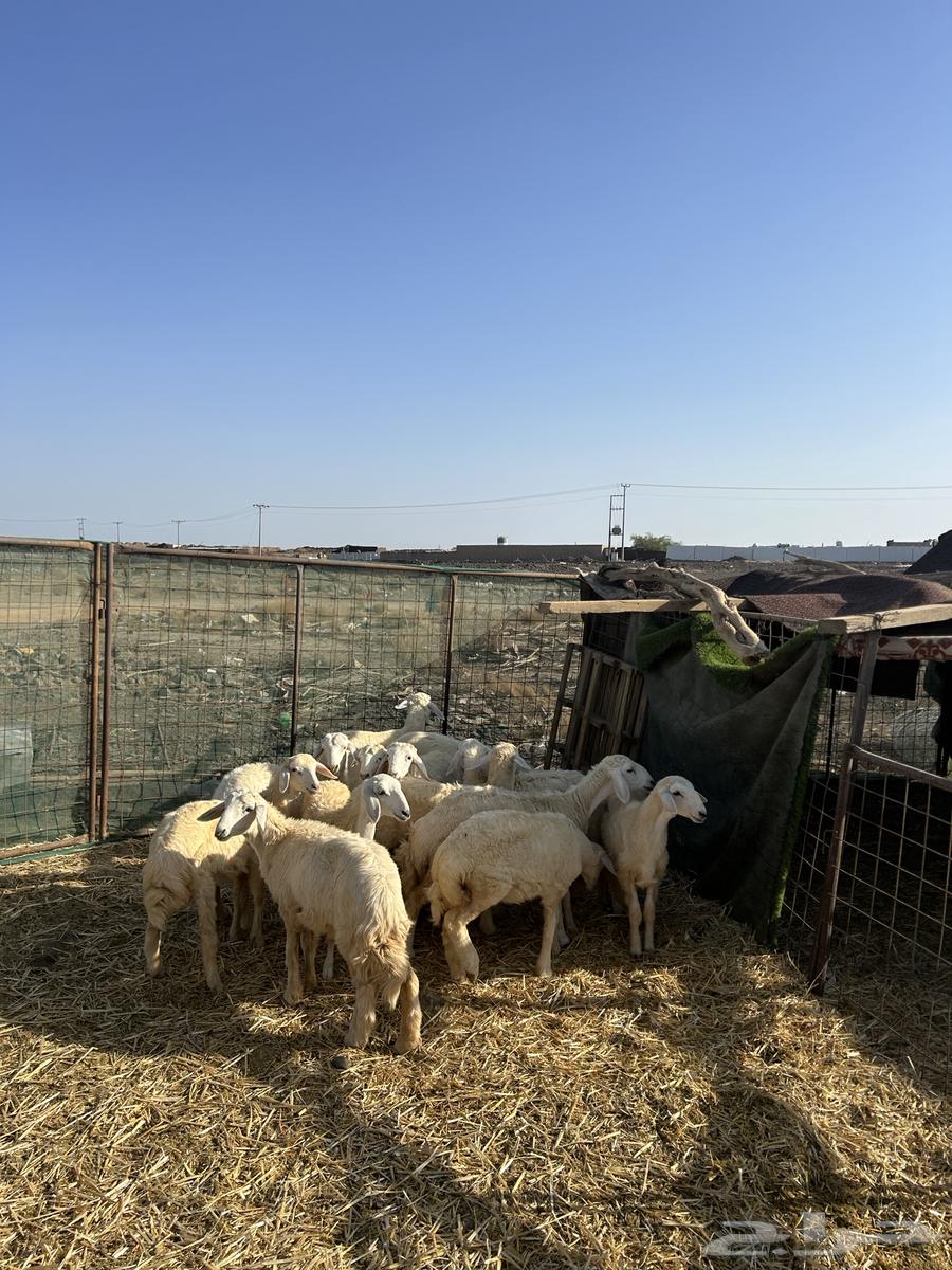 رخال حريات الحد ( 960 ) تم البيع64430954520705112