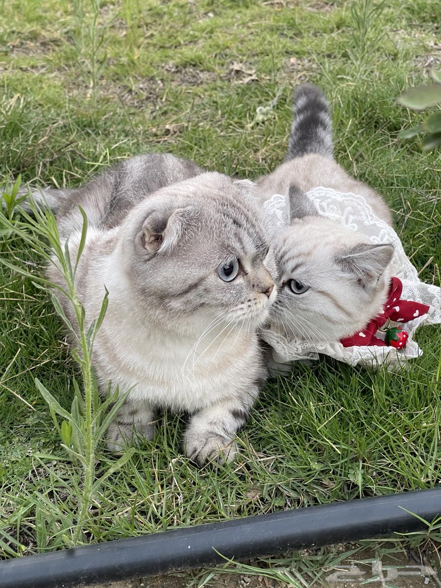 قطتين سكوتش فيلد للبيع مع اغراضها64431521387907112