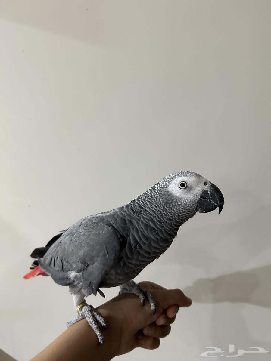 كاسكو هولندي محجل أليف اللون ثلجي العمر 4-5 سنوات64476754786818110