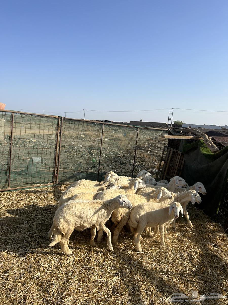 رخال حريات الحد ( 960 ) تم البيع64430954520705113